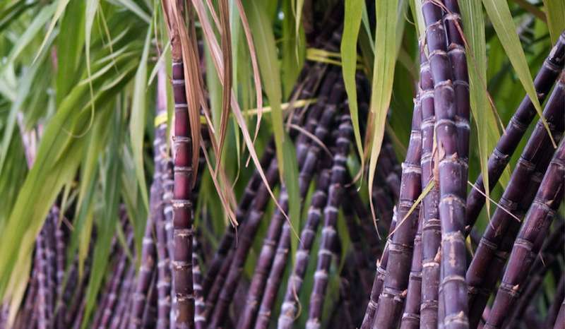 Government Yet Again Delays Fixing Support Price of Sugarcane