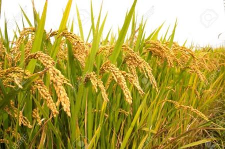 Paddy Production Expected to Increase in Saptari