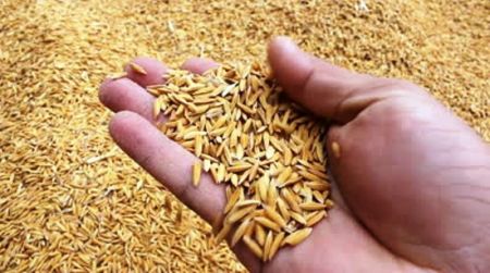 Nepal Imports Paddy Worth Over Rs 12 Billion