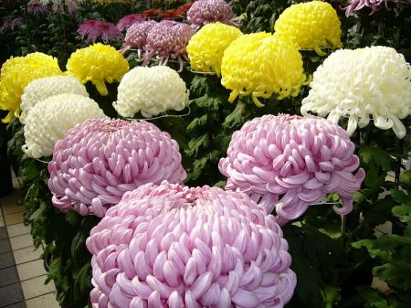 Flower Import up as Export Declines