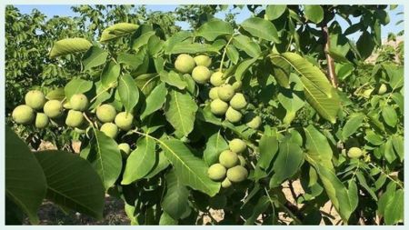 Mustang’s Rural Municipality Announces Incentives to Promote Walnut Farming