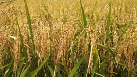 Production of Paddy, Millet Drops in Myagdi