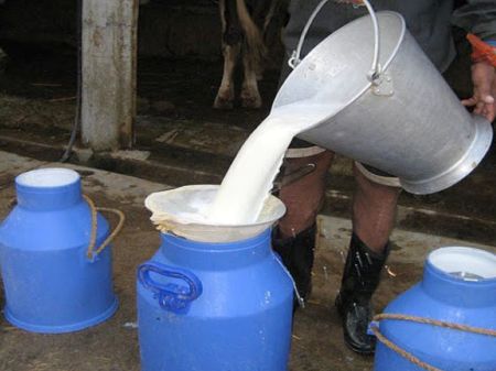 Milk production Declines by 6 per cent in Madhes Province 