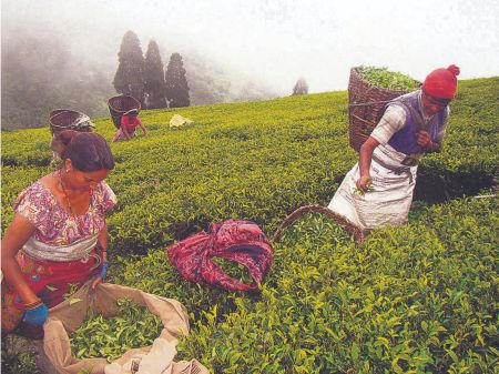 Tea Export Surges By 30 Percent 