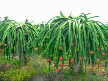 Commercial Farming  Of Dragon Fruit Starts In Parbat 