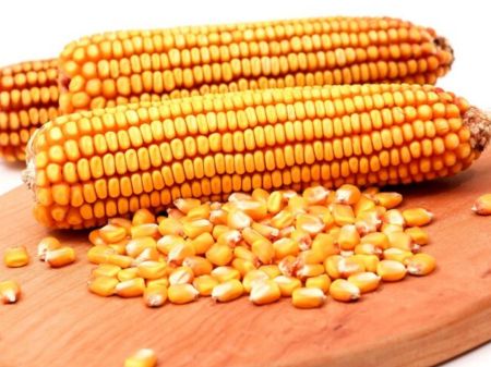Tanahun Farmers Get Improved Maize Seeds 