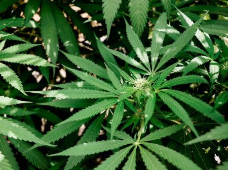 Marijuana as a Medicine:  Weighing Benefits and Harms