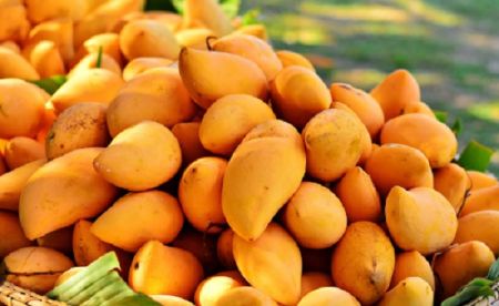 Sale of Chemical-Laced Mangoes Rampant in Biratnagar