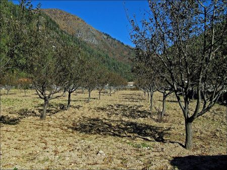 Apple Production Declines in Dhorpatan Area   