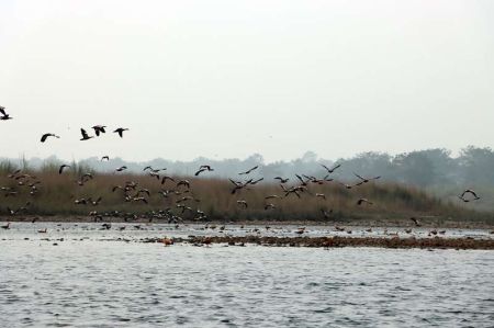 Habitat Loss Causes Sharp Decline in Number of Birds in Koshitappu   