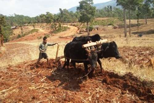 A child tilling his land in Aathbis Municipality of Dailekh district. Young children have been compelled to look after their farm as most of the adult males in the region have gone to India for foreign employment. Photo: Rita Kumari Shah/Aarthik Abhiyan
