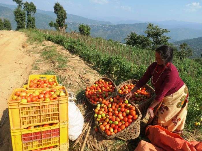 A farmer of Belahagau in Dhankuta preparing to take the tomatoes grown in her farm to the local market. According to the District Agriculture Development Office, tomatoes worth Rs 1.2994 billion were exported from the district in the fiscal year 2016/17. Narayan Kumar Rai/Aarthik Abhiyan