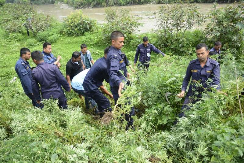 Police personnel destroying marijuana on the bank of Bagmati River in Lalitpur on the occasion of International Day Against Drug Abuse on Tuesday (June 26). Photo: Rabi Maharjan/NBA