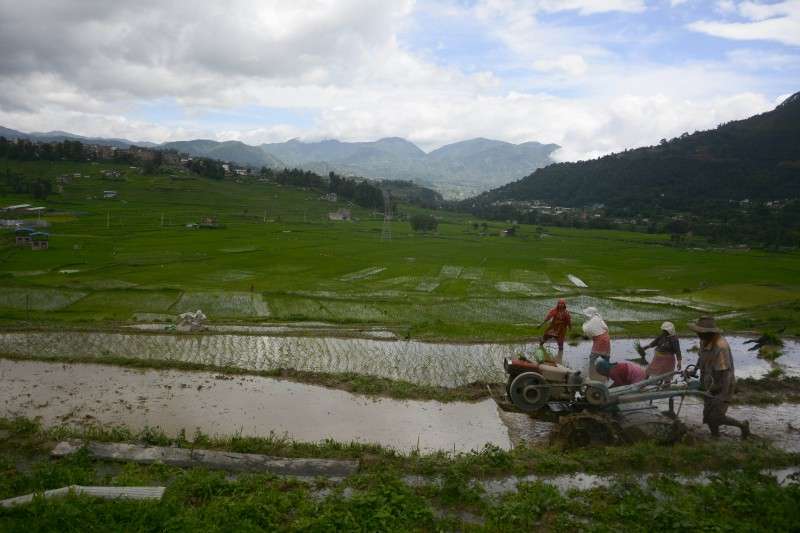 Farmers using tractor to till their field in Bungmati, Lalitpur in this recent photo. Photo: Ravi Maharjan/NBA