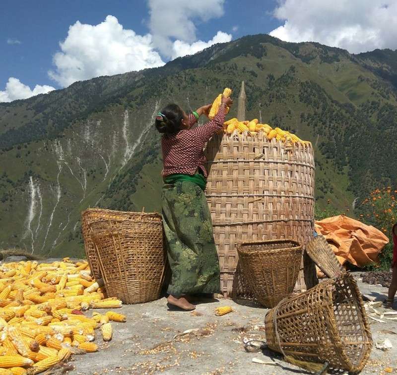 A local woman of Rukum East storing maize in a container made of bamboo in this recent photo. The farmers of this region rely on traditional method of storing grains in lack of new technology. Photo: Prabir Dhadel/NBA