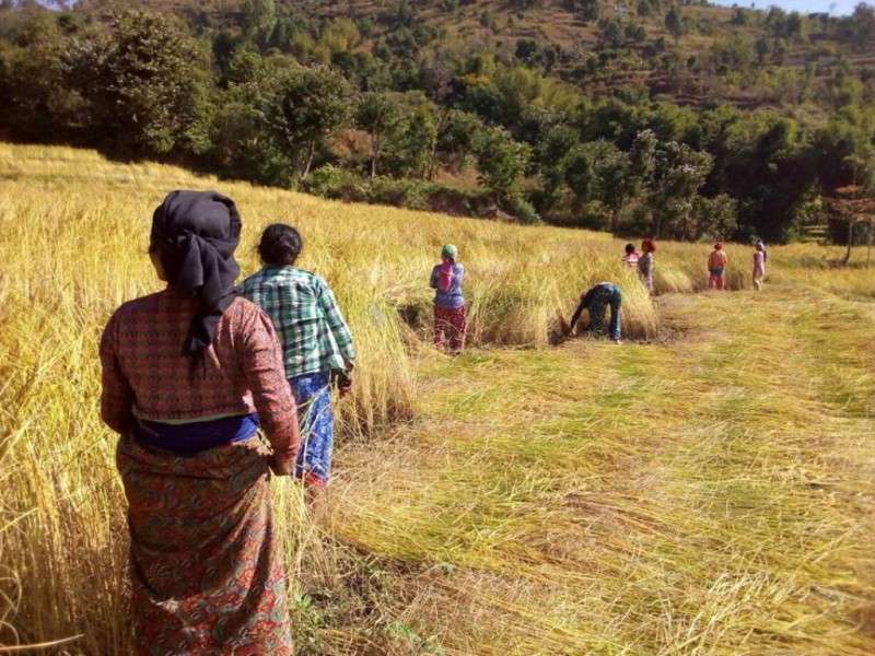 Farmers reaping paddy at Siddheshwar of Bhojpur Municipality-4. Farmers in the region are busy harvesting crops after Dashain. Photo: Ganesh Bista/NBA