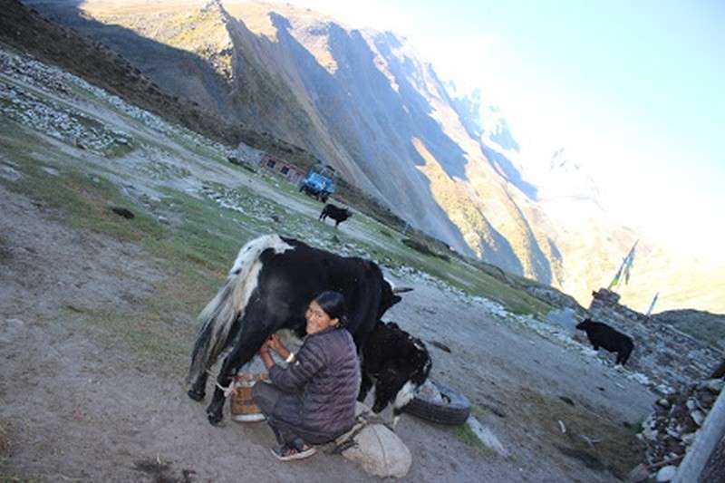 A woman milking a yak in Limi of Humla district. Milk products are the chief source of income for people of this remote mountainous region. Photo: Bhakta Bahadur Shahi/NBA