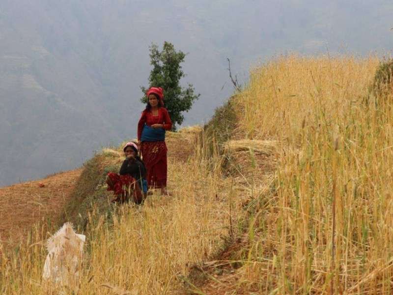 Farmers of Dailekh harvesting crop in this recent photo. Hailstones on Friday destroyed crops which were yet to be harvested. Photo: Bhakta Bahadur Shahi/NBA