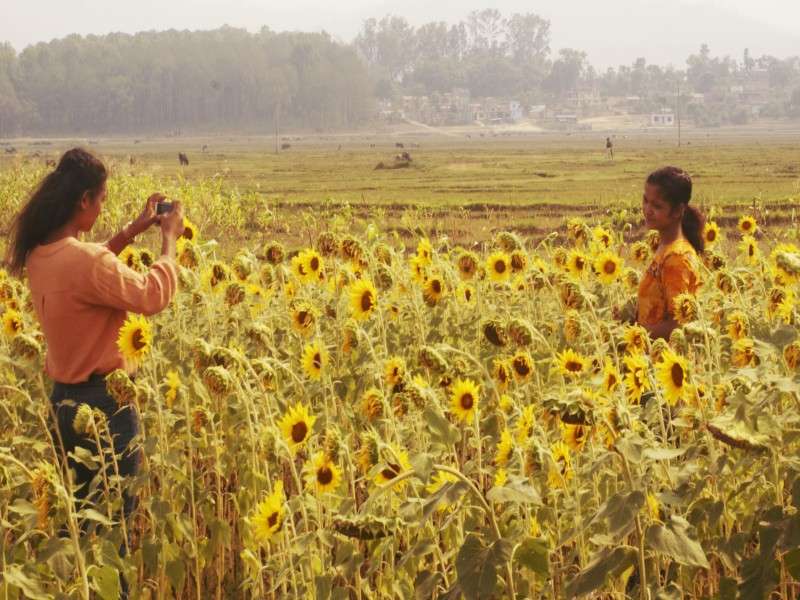People taking photographs in a Sunflower field near Bulbule Lake in Surkhet in this recent photo. The owner of the field, Dhaniram Adhikari, charges Rs 10 per photo. Adhikari claims that around 500 people come to take photos every day. Photo: Bhakta Bahadur Shahi/NBA