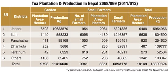 Tea Plantation and Production in Nepal
