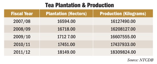 Tea Plantation & Production